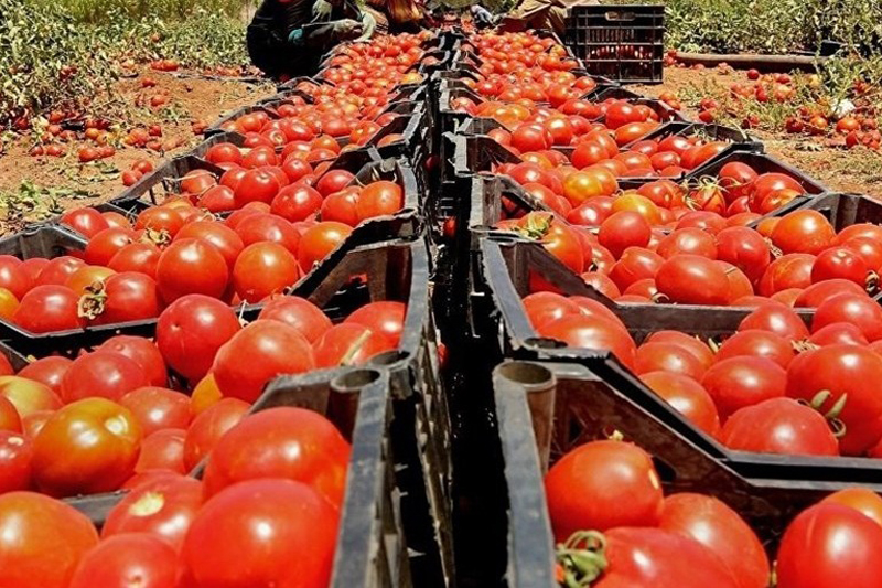 دولت از کشاورزان گوجه‌کار و پیازکار حمایت کند