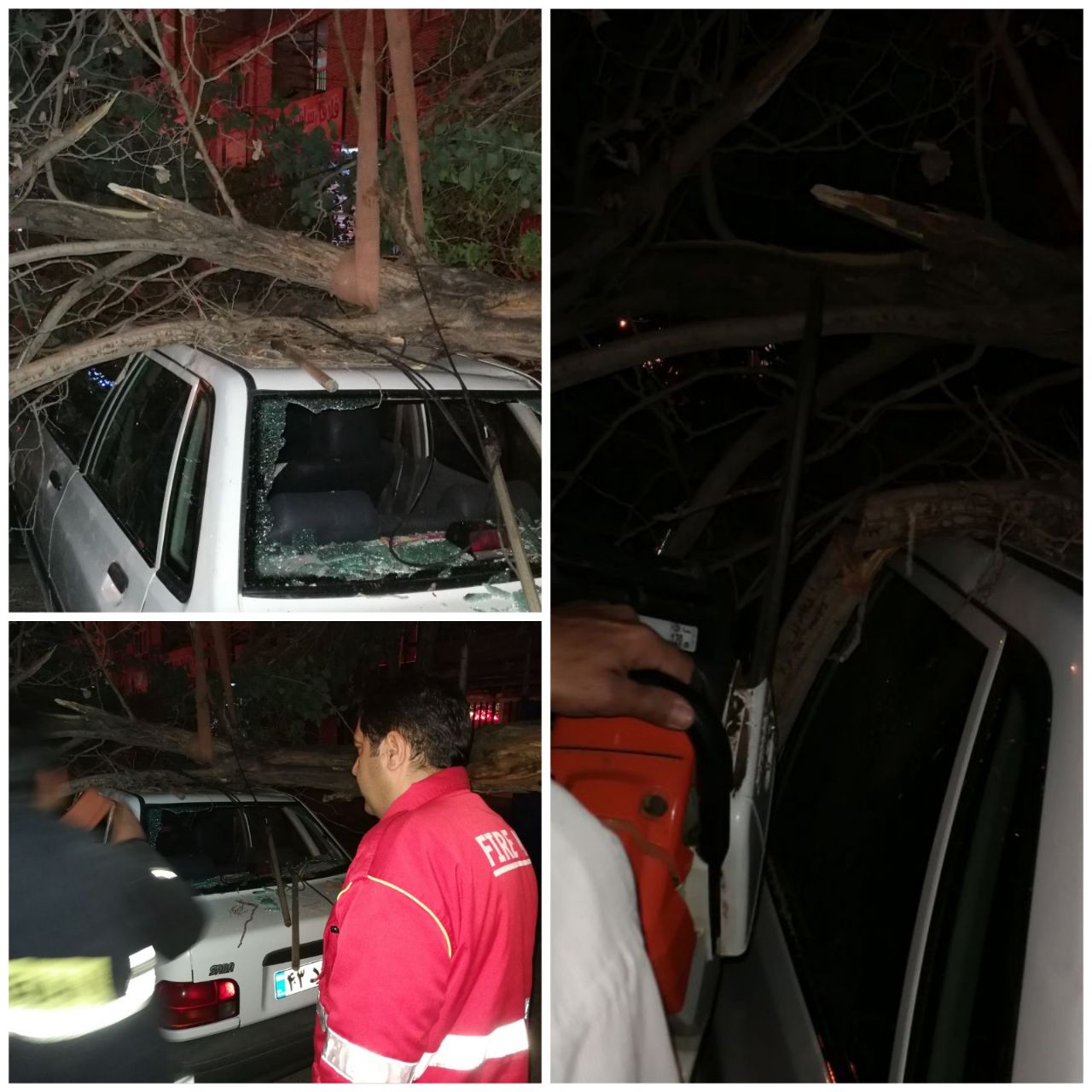 سقوط درخت در خیابان 24 آذر/ هشدارهای ایمنی در هنگام طوفان و ورزش باد شدید