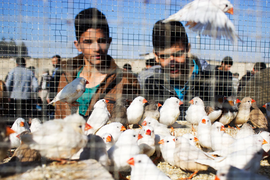 جمعه‌بازار پرندگان کرمان به‌زودی تعطیل می‌شود
